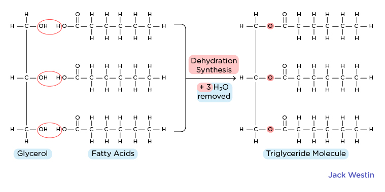 <p><strong><u>Phospholipids</u></strong></p><ul><li><p>Main components of cell membranes, are amphipathic as hydrophilic head (usually phosphate) group and hydrophobic fatty acid tails</p></li></ul><p></p><p><strong><u>Cholesterol</u></strong></p><ul><li><p>Found in cell membrane, precursor for steroid hormones, maintain fluidity</p></li><li><p>Has hydrophilic hydroxyl (OH) group and hydrophobic steroid ring structure</p></li></ul><p></p><p><strong><u>Fatty Acids</u></strong></p><ul><li><p>Carboxylic acids with long hydrocarbon chains</p></li><li><p>Carboxylic acid group is hydrophilic, CH chians are hydrophobic</p></li></ul><p></p><p><strong><u>Triacylglycerols/Triglycerides (IMAGE 2)</u></strong></p><ul><li><p>Composed of glycerol molecule esterified to three fatty acid chains</p></li><li><p>Thus is ENTIRELY hydrophobic and lacks a hydrophilic region </p></li><li><p>NOT AMPHIPATHIC</p></li></ul><p></p>