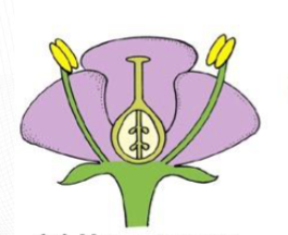 <p>flowers that have a <strong>superior ovary </strong></p>