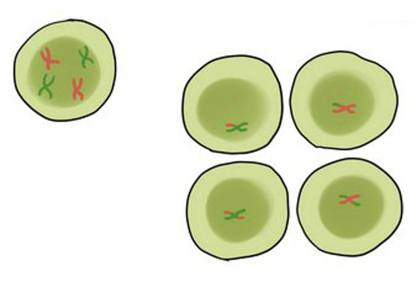 <p>Cells divides into four haploid cells</p>