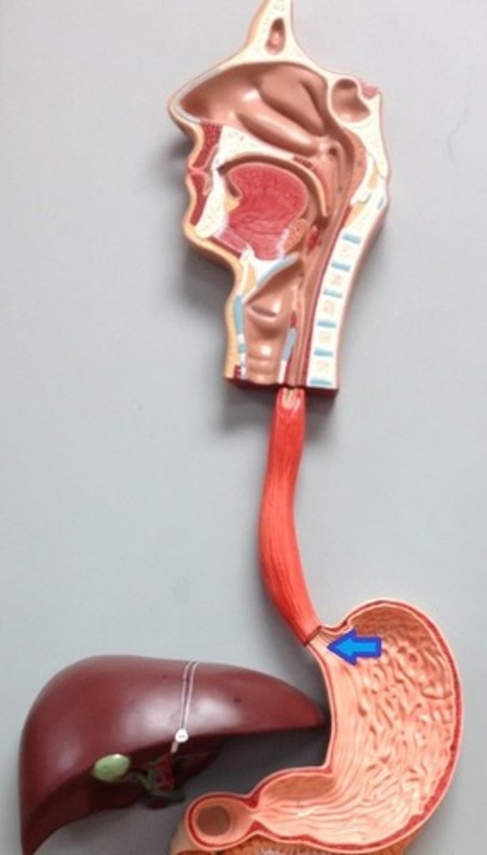 knowt flashcard image