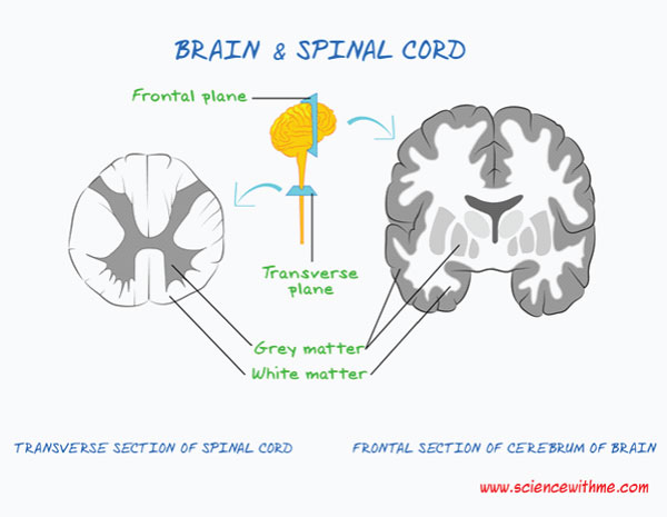 <p>Grey vs white matter</p>