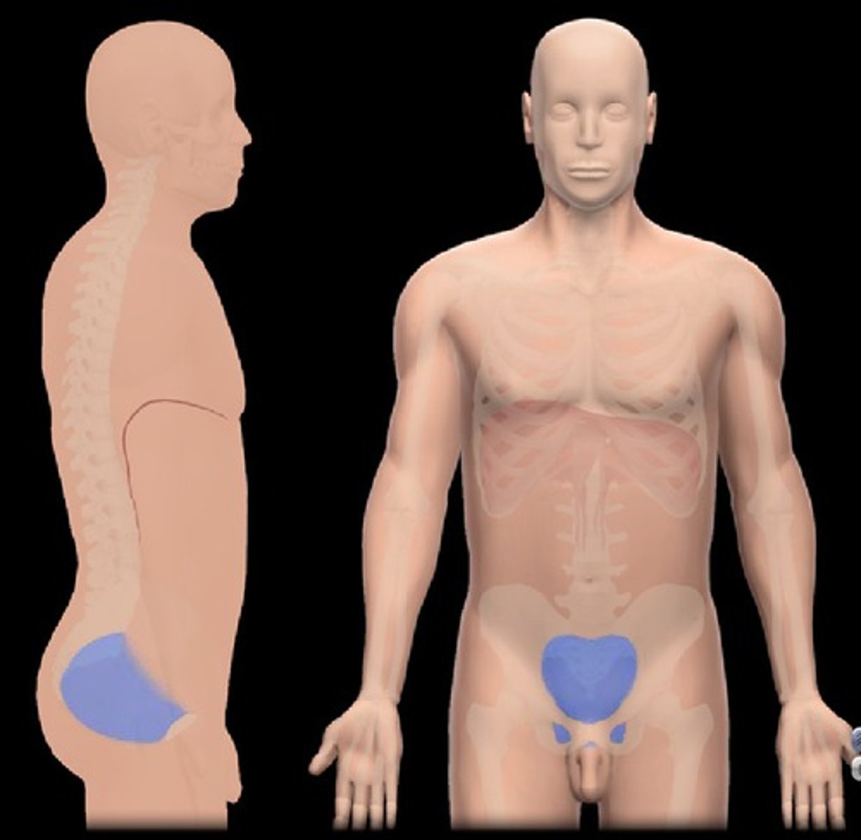 <p>area of the pelvis below the abdomen</p>