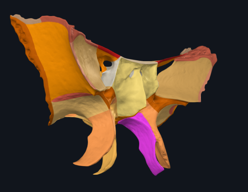 <p>What is highlighted in pink</p>