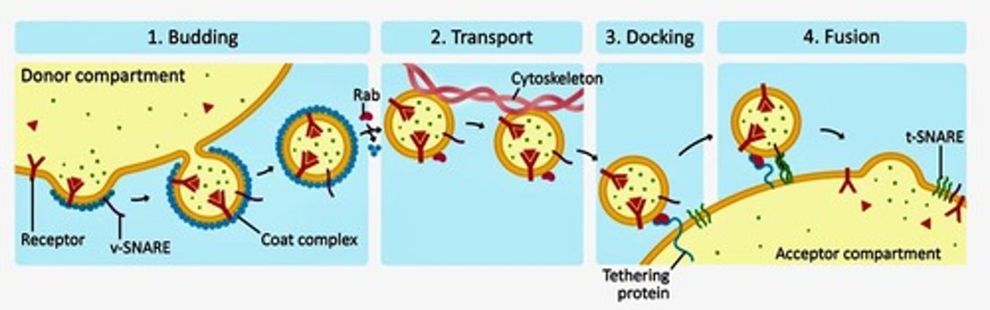 <p>The endomembrane system consists of interconnected compartments that transport materials via vesicles, including the nuclear envelope, ER, Golgi apparatus, and lysosomes.</p>