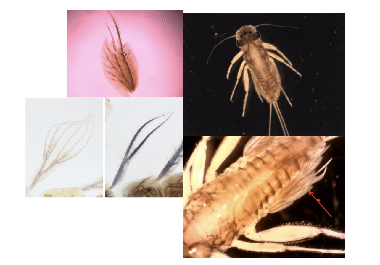 <p>Forked tufts of gills</p>