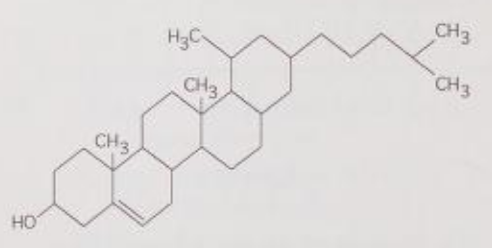 <p>What is the structure shown in Figure 5.4? </p><p>A) starch molecule </p><p>B) protein molecule </p><p>C) steroid molecule </p><p>D) cellulose molecule </p><p>E) phospholipid molecule</p>