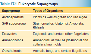 Eukaryotic Supergroups