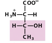 <p>Which amino acid is this (from slides)?</p>