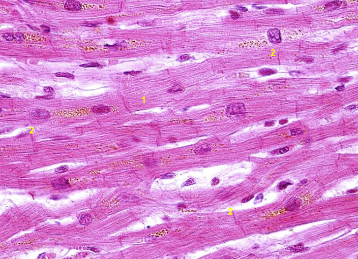 <p>What tissue is this?</p>