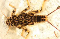 <p>What bugs order is this </p>