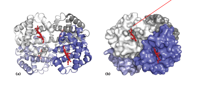 <p>Haemoglobin</p>
