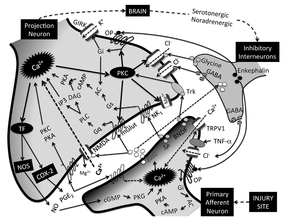 <p>Action potentials generated at the site of injury and propagated via primary afferents to the spinal cord dorsal horn, lead to activation of voltage-gated calcium channels (VGCC), calcium-dependent pre-synaptic release of neurotransmitters such as glutamate (Glut), substance P (SP), calcitonin gene-related peptide (CGRP), and brain-derived neurotrophic factor (BNDF) and activation of post-synaptic projection neurons as well as inhibitory interneurons</p><p>Glutamate is the primary mediator of excitatory neurotransmission, with modulatory influences from SP, CGRP, and BNDF</p><p>Inhibitory neurotransmitters include glycine, GABA, and opioid peptides such as enkephalin released by inhibitory interneurons</p><ul><li><p>Decrease pre-synaptic neurotranmitter release and post-synaptic neuronal excitability by activating chloride (Cl-) influx (GABA, glycine), by inhibiting adenylyl cyclase (AC) and thus preventing activation of cAMP-dependent protein kinase (PKA)</p></li><li><p>Activate G protein-coupled inwardly rectifying potassium (GIRK) channels (enkephalin and other opioids)</p></li></ul><p>Glutamate transporters located on inhibitory interneurons control synaptic concentrations of glutamate</p><p>Glutamate released during persistent nociceptive activity activates NMDA (normally blocked by magnesium, Mg2+)and metabotropic glutamate receptors (mGlut), resulting in intracellular calcium responses with subsequent activation of calcium-dependent protein kinase (PKC) as well as activation of transcription factors (TF)</p><p>PKC phosphorylates and changes the function properties of ion channels and receptors</p><ul><li><p>Phosphorylation of excitatory receptors (NMDA, mGlut) decreases their activation threshold and increases excitability</p></li><li><p>Phosphorylation of inhibitory receptors (GABA, glycine, OR) leads to lack of responsiveness to respective ligands and decreased inhibition</p></li></ul><p>Activation of transcription factors induce the synthesis of proteins such as nitric oxide synthase (NOS) and COX-2, with production of NO and PGE2</p><ul><li><p>NO and PGE2 act presynaptically to potentiate neurotransmitter release</p></li><li><p>PGE2 also acts post-synaptically at different prostanoid receptors to activate PKA and PKC-dependent signaling mechanisms which will contribute to excitability of projection neurons</p></li></ul><p>Excessive uptake of glutamate leads to death of inhibitory interneurons, further contributing to disinhibition</p><p>Microglial release of several inflammatory mediators, including TNF-a, lead to transcription changes in pre- and post-synaptic neurons that contribute to increased excitability and long-term potentiation of pain circuits</p><p></p>