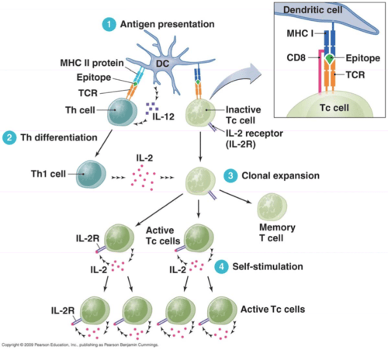 <p>cell mediated response</p>