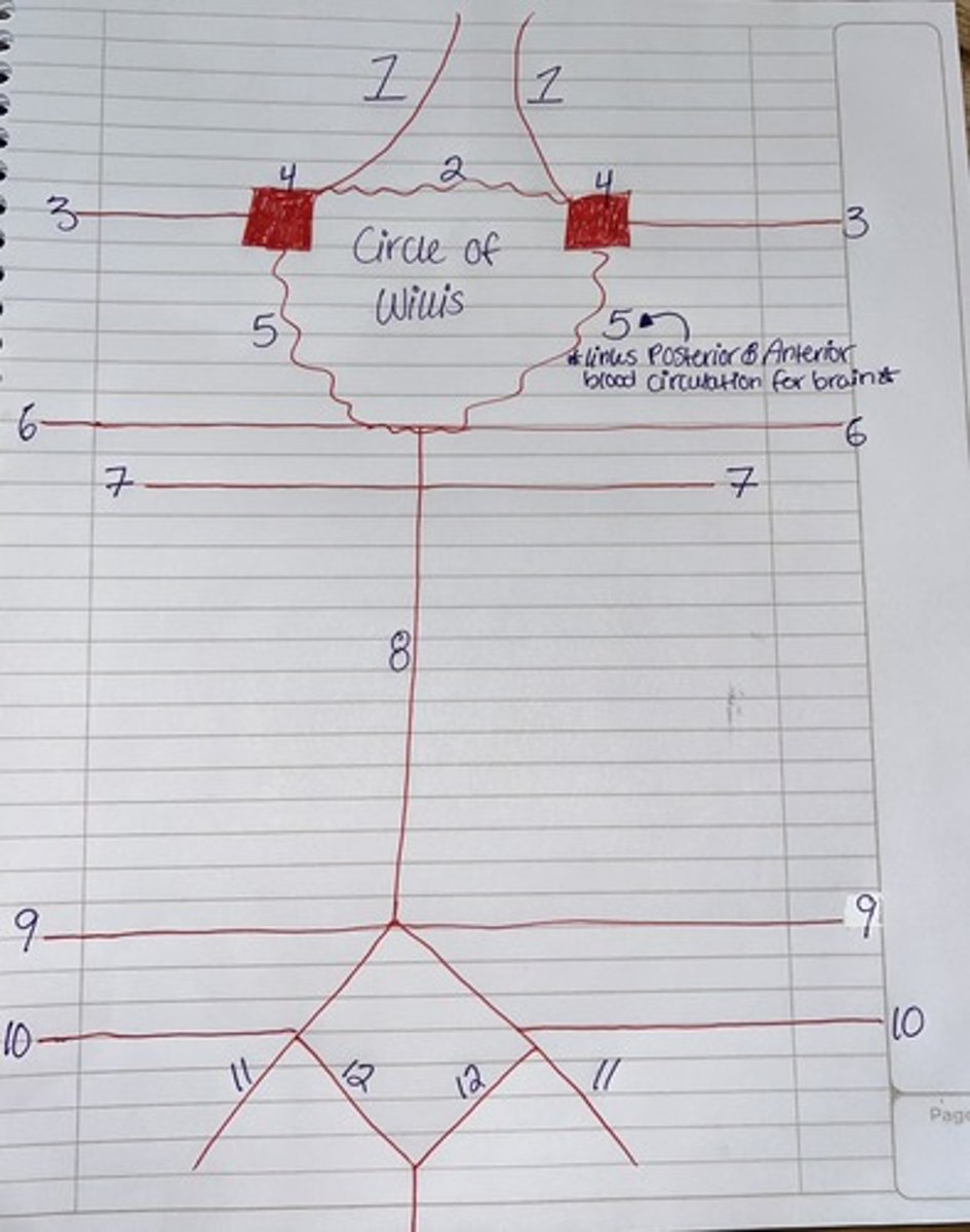 <p>1 = ACA (anterior cerebral artery)</p><p>2 = AComm (anterior communicating)</p><p>3 = MCA (middle cerebral artery)</p><p>4 = Internal carotid</p><p>5 = PComm (posterior communicating)</p><p>6 = PCA (posterior cerebral artery)</p><p>7 = SCA (superior cerebellar artery)</p><p>8 = basilar</p><p>9 = AICA (anterior inferior cerebellar artery</p><p>10 = PICA (posterior inferior cerebellar artery)</p><p>11 = vertebral artery</p><p>12 = anterior spinal artery</p>
