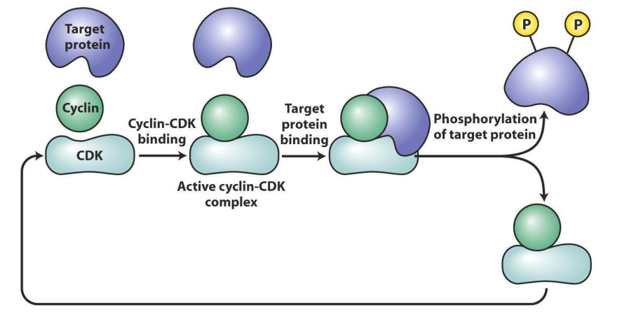 <p>How Cdk works</p>
