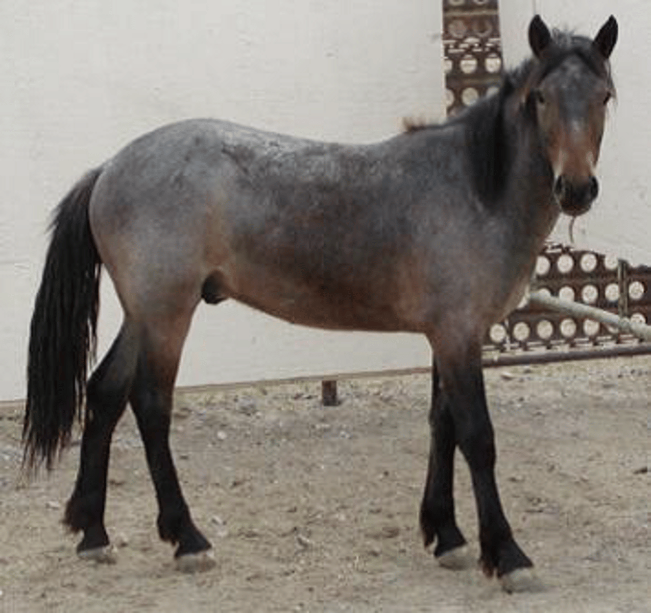 <p>Reddish/Brown Base with White and Gray hairs sprinkled in. Mane, Tail and Lower legs are Black.</p>