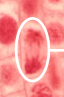<p>The stage of mitosis where sister chromatids are pulled apart to opposite poles of the cell, ensuring each daughter cell receives an identical set of chromosomes. </p>