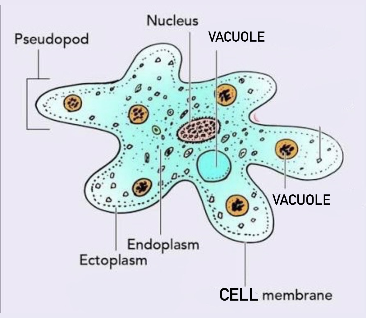 <p>Domain: Eukarya</p><p>Major Clade: Amoebozoa</p><p>Clade: Tubulinea</p><p>Genus: Amoeba</p>