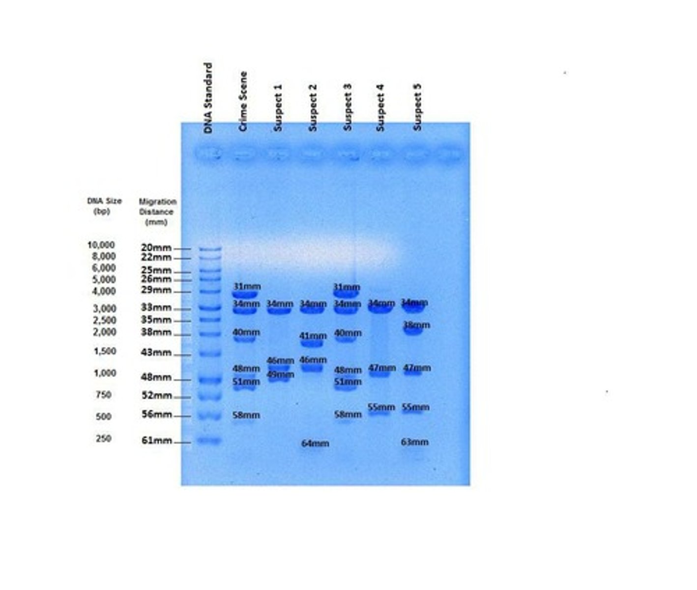 <p>To trace relationships among males.</p>