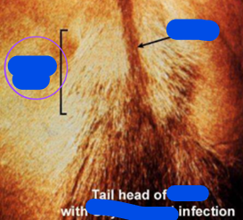 <ol><li><p>SN</p></li><li><p>PS</p></li><li><p>DH</p></li></ol><p></p>