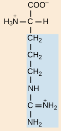 <p>positively charged R groups</p>