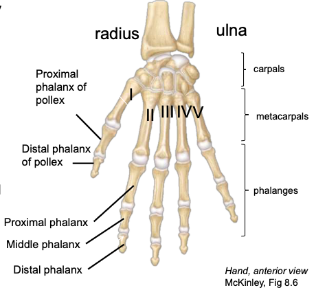 <p>the most distal of the three phalanges in digits II-V</p>