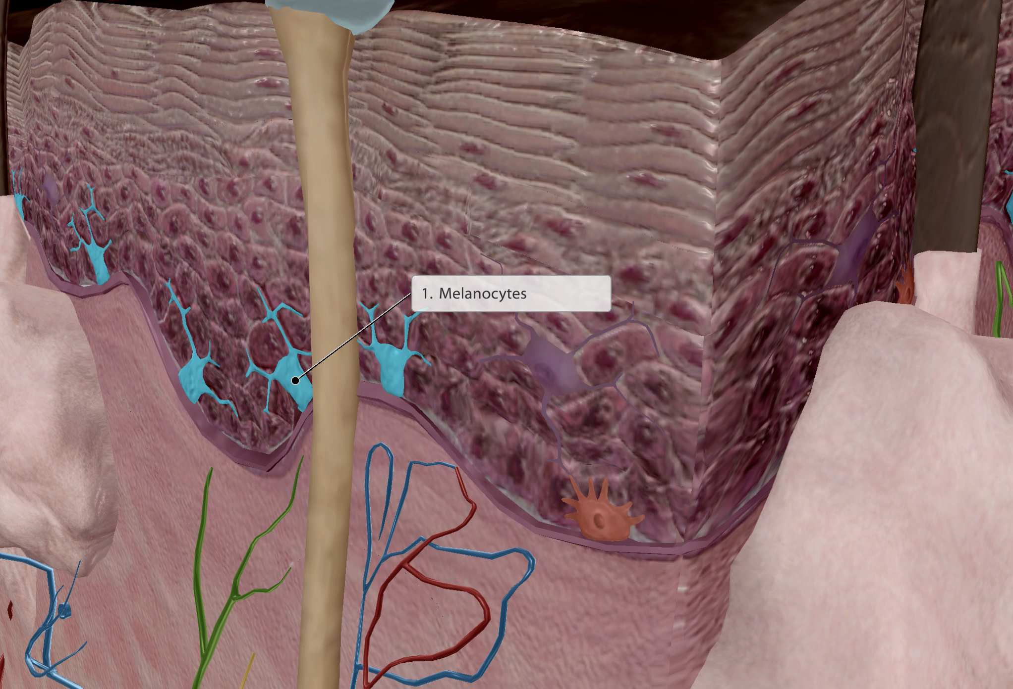 <ul><li><p>Produces <strong>melanin - pigmentation</strong></p><ul><li><p>The darker the skin, the greater melanin/melanosomes present. But no. menalocytes is constant across all skin types</p></li></ul></li><li><p>Melanin then wraps around keratinocytes, trapping and cupping their nucleus</p></li><li><p>This protects keratinocytes from UV rays when absorbing Vitamin D from the sunlight</p></li></ul><p></p>