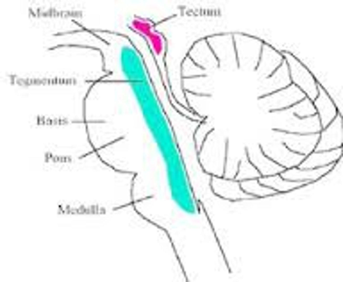 <p>dorsal surface roof of midbrain</p><p>audio and visual-motor functions</p><p>composed of two bumps</p><p>-inferior colliculi</p><p>-superior colliculi</p>