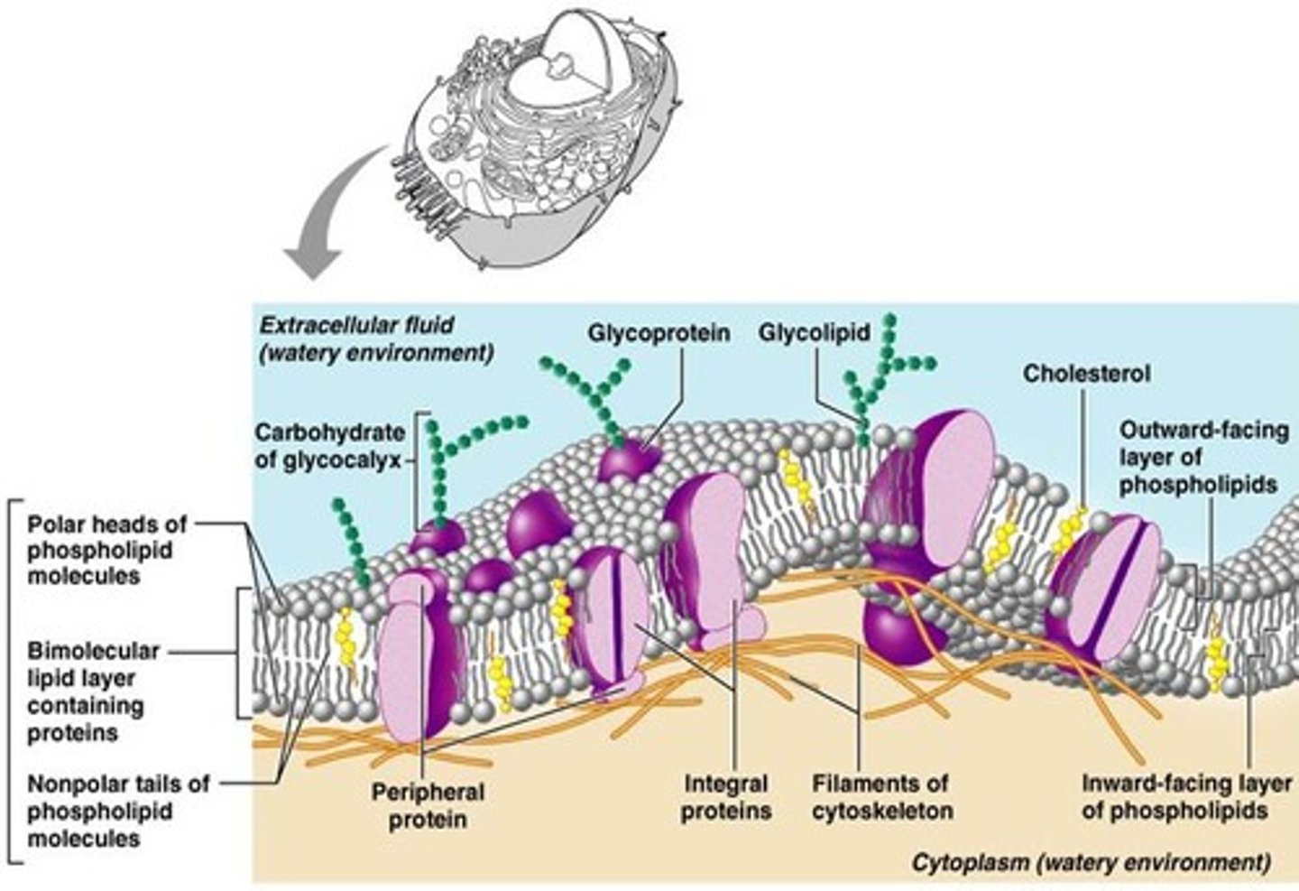 <p>A model conceived by S.J. Singer and Garth Nicolson in 1972 to describe the structural features of biological membranes</p>