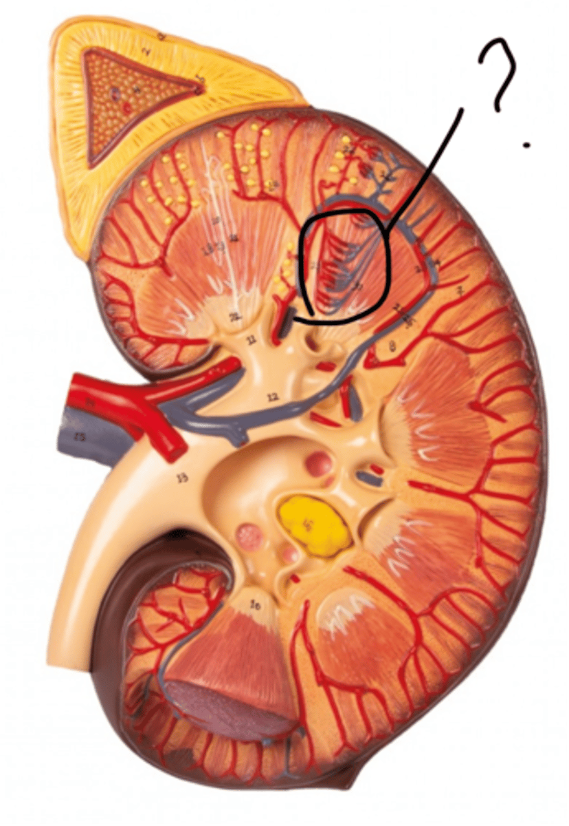 <p>Name these vessels</p>