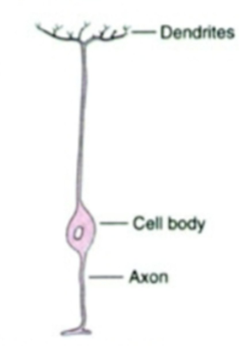<p>bipolar cell.... bipolar cell of retina..... sensory cells in mammalian/vertebrate nervous system</p>