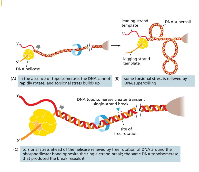 <ul><li><p>Supercoiling and torsional strain increases during unwinding process</p></li><li><p>Even though the DNA wants to unwind to relieve tension during unwinding, the DNA strand is very long and proteins involved that it is hard to unwind</p></li></ul><p></p><ul><li><p>Issue in circular chromosome and larger linear eukaryotic chromosomes</p></li><li><p>Solution can be supercoiling; however, there can only so much you can supercoil</p></li></ul><p></p><p>Main solution</p><ul><li><p>DNA topoisomerase: many types</p><ul><li><p>Will cut the DNA, let the DNA unwind, and then reseals it</p></li></ul></li></ul><p></p>