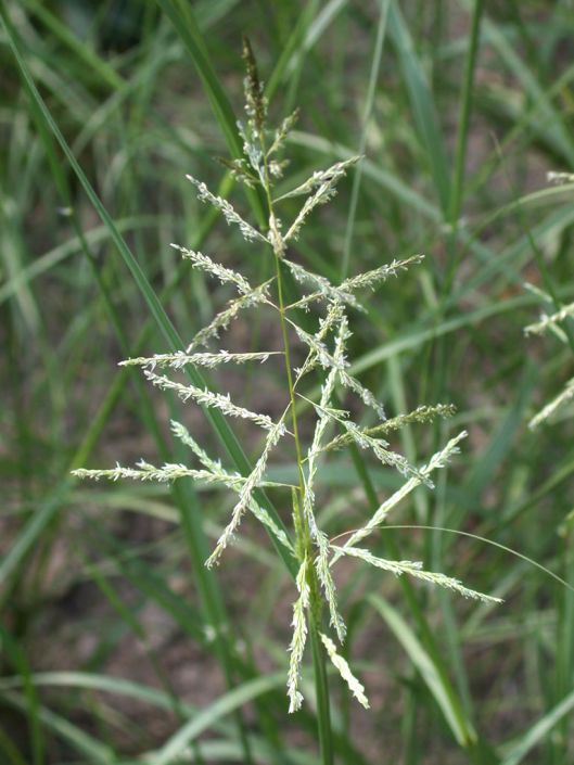 Sand Dropseed