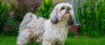 <ul><li><p>Toy Group</p></li><li><p>More ugly</p></li></ul><p></p>