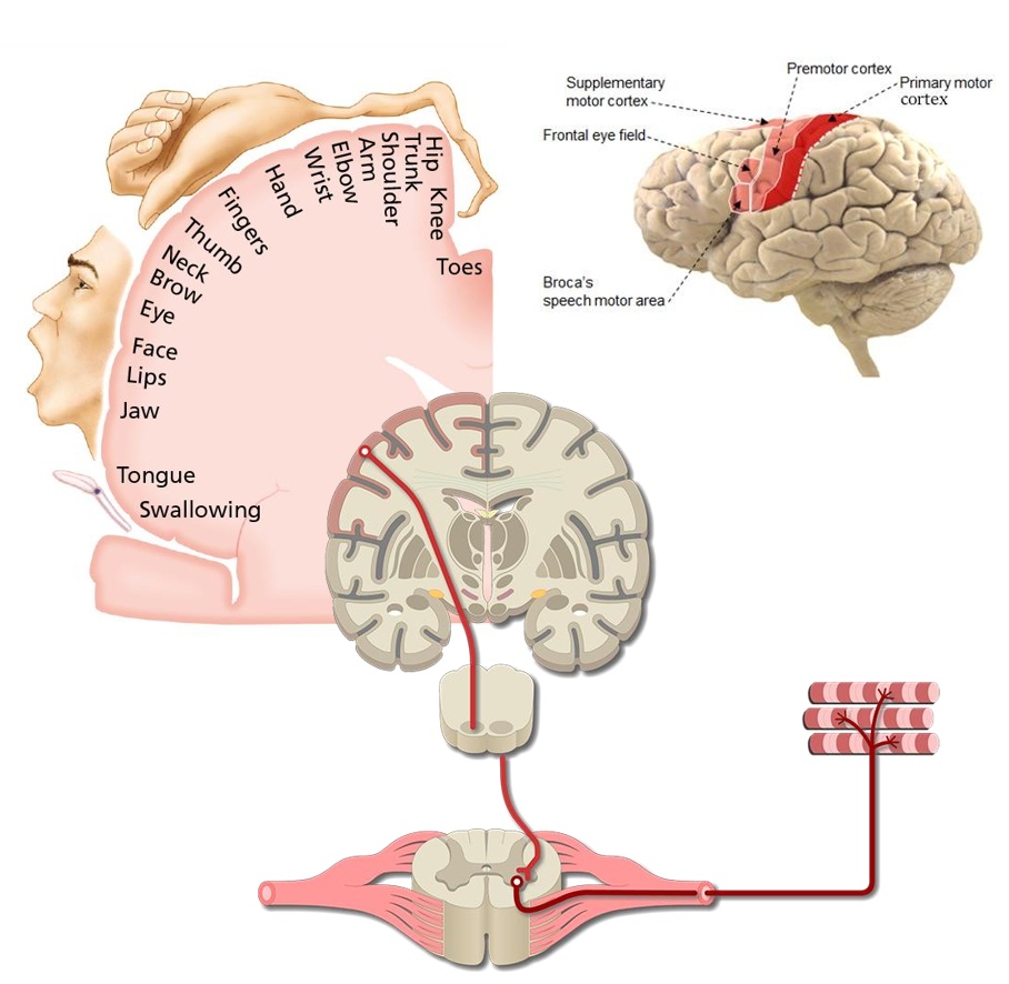 <p>Primaire motorische cortex - premotorcortex - supplementaire motorgebieden</p><p>Willekeurige bewegingen aansturen via pyramidale systeem voor motoriek</p><p>1) Neuronen in motorcortex</p><p>2) Pyramiden van medulla oblongata</p><p>3) Ventrale hoorn van ruggenmerg: motorneuronen</p><p>4) Skeletspieren</p>