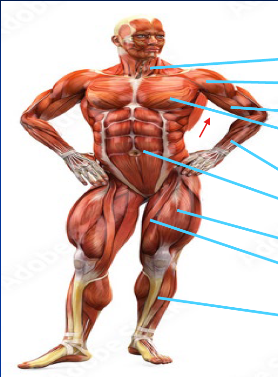 <p>What is this Muscle?</p>