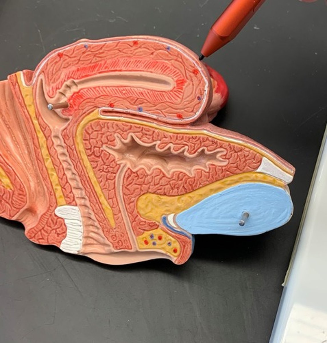 <p>rounded region superior to the entrance of the uterine tubes</p>