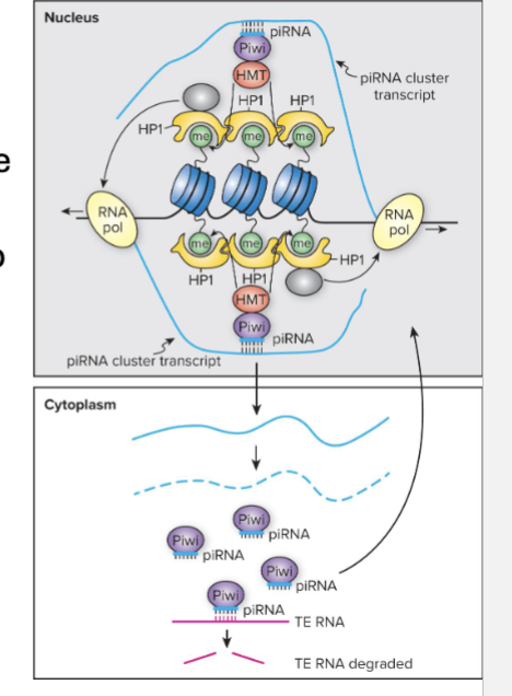 <ul><li><p>piRNAs can regenerate themselves in the female germ line</p></li><li><p>piRNAs guide the Argonaute protein piwi back to the same piRNA cluster by basepairing with piRNA transcripts as they are being transcribed</p></li><li><p>Piwi recruits histone modifying enzymes</p></li><li><p>HP1 binds to histone and closes chromatin, but the HP1 at piRNA clusters brings RNA polII to clusters, leading to transcription</p></li><li><p>Self-sustaining germline production of piRNAs</p></li></ul><p></p>