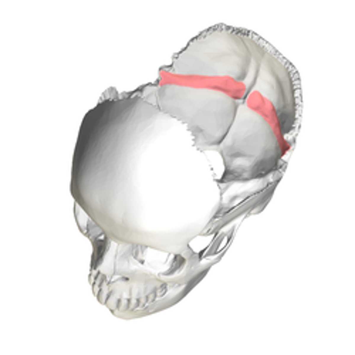 <p>form the transverse arms of the cruciform eminence, house the transverse sinuses</p>