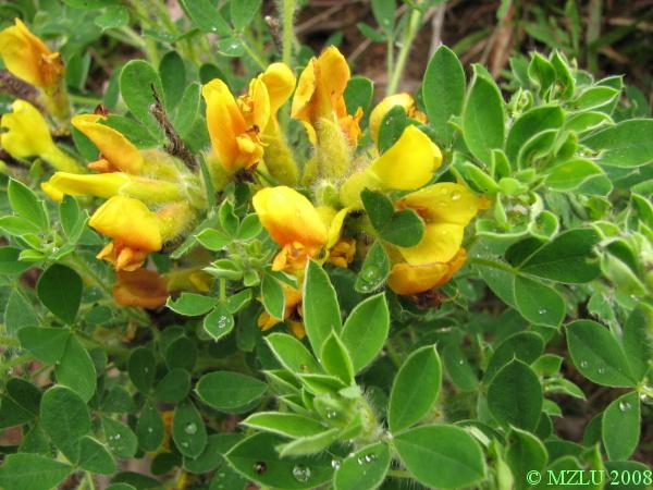 <p><span><em>Chamaecytisus supinus</em></span></p>