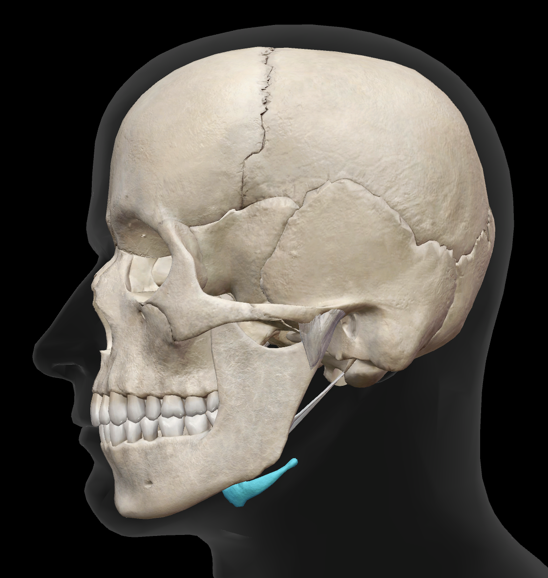 <p>What is the name of this bone?</p>