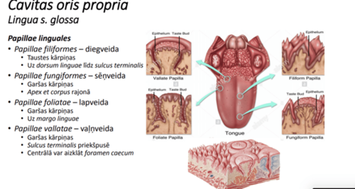 <p>Papillae filiformes- klāj visu dorsum īdzl īsulcus terminalis (tauste)</p><p>Pappilae fungiformis- corpus un apex (garša)</p><p>P foliatae (garšas)- sānos</p><p>P vllatae- sulcus terminalis priekšpusē</p>