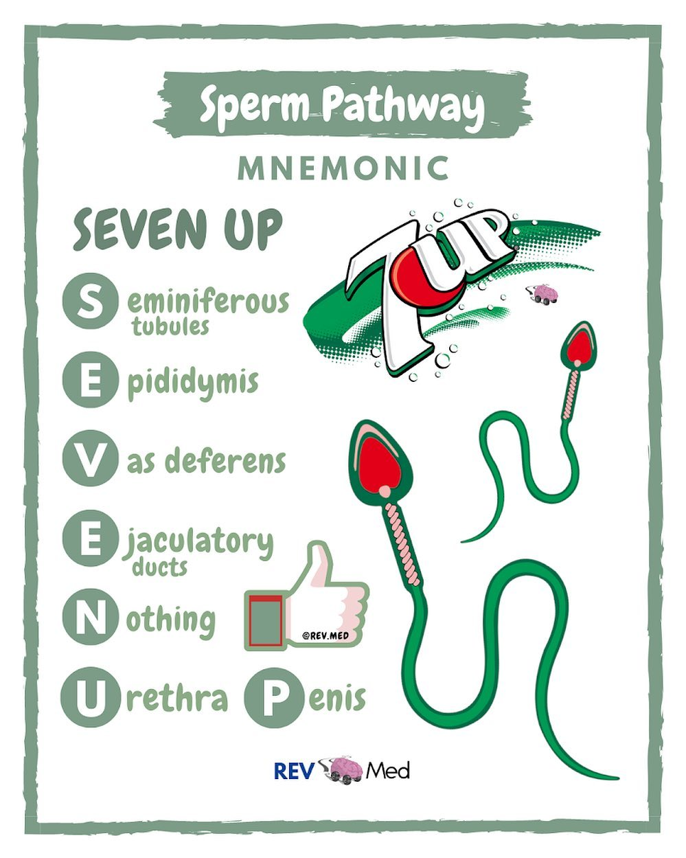 <p>Mnemonics: SEVEN UP</p><p>Seminiferous tubules —&gt; <span>Epididymis —&gt; Vas deferens —&gt; Ejaculatory duct —&gt; Nothing —&gt; Urethra, Penis </span></p><p><span>Female: Vagina —&gt;cervix —&gt; uterus —&gt;fallopian tube.</span></p><p><span>Fertilization in women occurs in </span>Fallopian tube.</p><p></p>