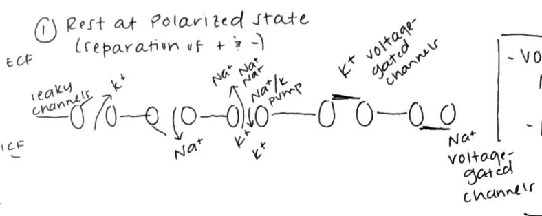 <p>Rest at polarized state (separation of + and -)</p><p>voltage-gated Na+ and K+ gates are closed</p><p>K+ leaky channels are allowing K+ to exit</p><p>-70 mV</p>