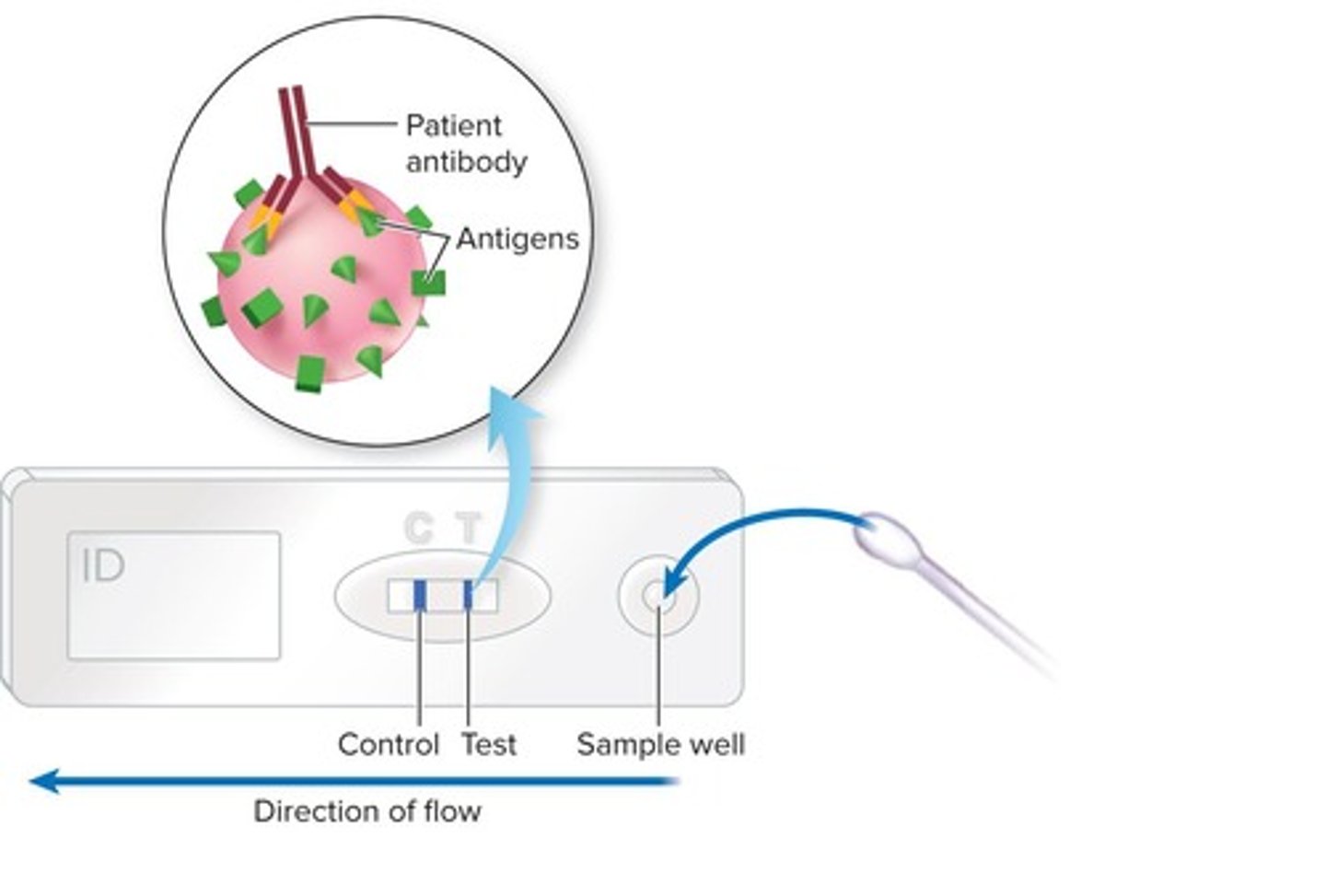 <p>To visually detect the presence of antigens in a sample, such as in pregnancy tests.</p>