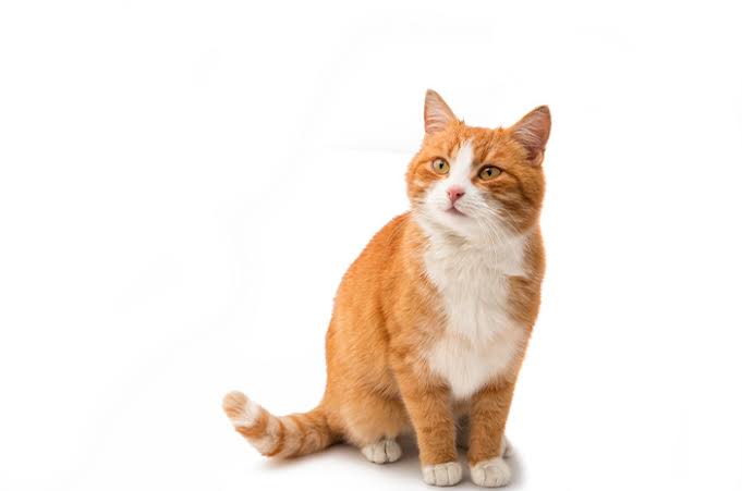 <p>Kucing</p>