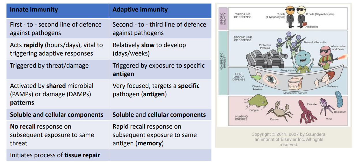 <p>Adaptive Immunity</p>