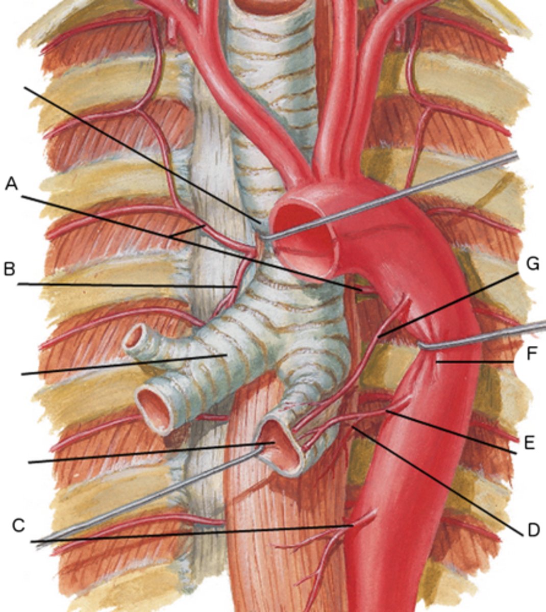 <p>visceral branch of thoracic artery</p>