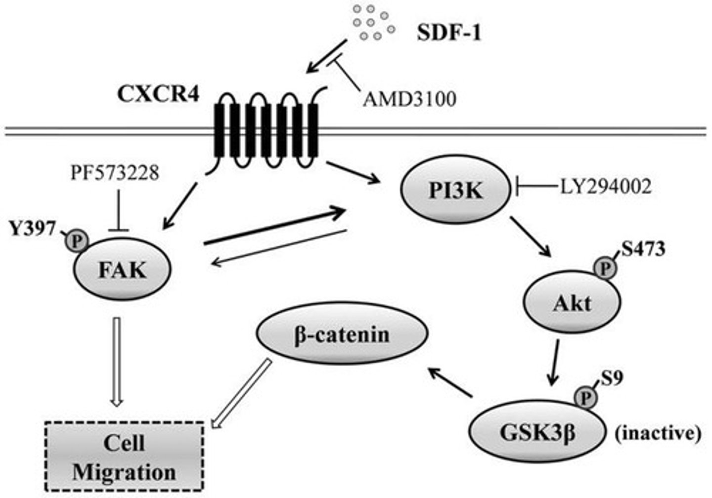 <p>Chemokine guiding germ cell migration.</p>