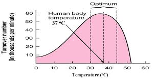 <p>around <strong>37ºC</strong></p>